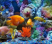 Image result for Live Fish Wallpaper iPhone 6s