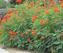 Image result for Arizona Bush with Orange Flowers