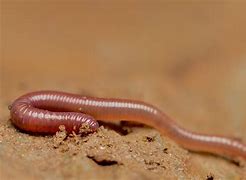 Image result for earthworm