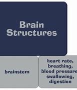 Image result for What Part of the Brain Is Memory