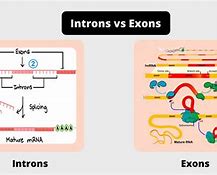 Image result for RNA Exons and Introns