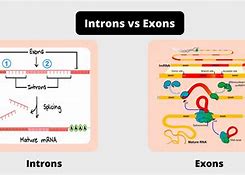 Image result for Intons and Exons