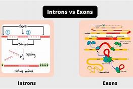Image result for What Are Exons