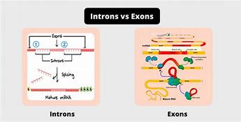 Image result for Introns vs Exons