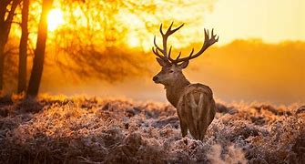 Image result for Buck Background