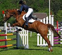 Image result for Horse Jumping Position