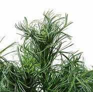 Pinus strobus Green Curls に対する画像結果