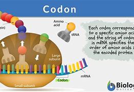 Image result for Codon