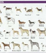 Image result for Hound Dog Names
