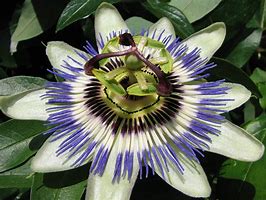 Image result for Brazilian Passion Flower