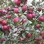 Image result for Fuji Apple Tree NZ