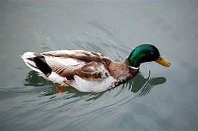 Image result for Green Duck