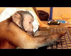 Image result for Monkey Typing