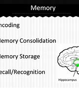 Image result for Hippo Campus Memory Consolidation