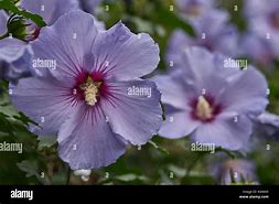 Image result for Purple Hibiscus Flower