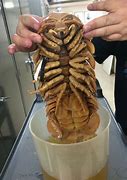 Image result for Biggest Giant Isopod Ever Found