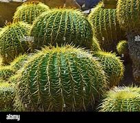 Image result for Mojave Desert Cactus