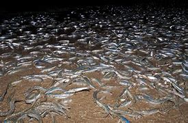 Image result for Grunion Run 2018