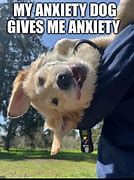 Image result for Stress Dog Meme