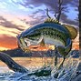 Image result for 1080 1080 Image of a Fish