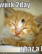 Image result for Sick Cat Funny