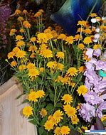 Image result for Heliopsis helianthoides Asahi