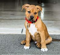 Image result for Pit Bull Boxer Mix Puppy