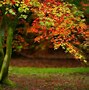 Image result for Beautiful Desktop Backgrounds Trees