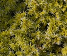 Image result for Types of Moss in Keizer Oregon