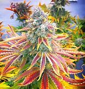 Image result for Rainbow OG Kush