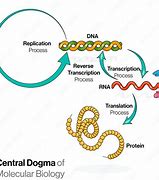 Image result for Central Dogma Epigenetics