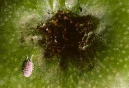 Image result for "comstock-mealybug"