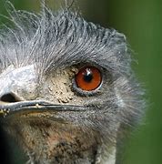 Image result for Emu Fish Eye Lens
