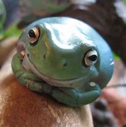 Image result for Dumpy Tree Frog