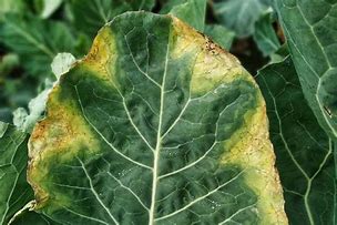 Image result for Leaf Blight Cauliflower Plants