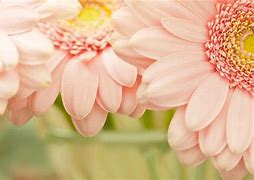 Image result for Elegant Pastel Floral Backgrounds