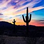 Image result for South West Desert Landscape Cactus