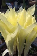 Image result for Hosta White Trumpets