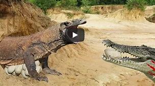 Image result for Crocodile and Komodo Dragon