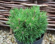 Image result for Pinus mugo Mops