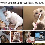 Image result for Funny Relatable Animal Memes