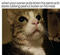 Image result for Penutt Butter Cat Meme
