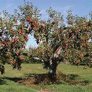 Image result for Semi-Dwarf Domestic Apple Tree