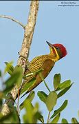 Image result for Piculus chrysochloros