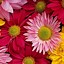 Image result for Pink Flower iPhone Background