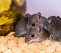 Image result for Baby House Mouse