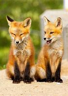 Image result for Cute Red Fox Cubs