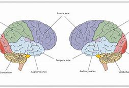 Image result for Brain with Parts