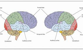 Image result for Memory Brain Function