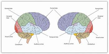 Image result for Old Brain New Brain